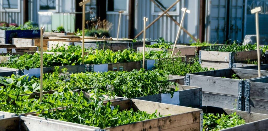 Plantio indoor como uma solução para o futuro