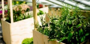 horta sustentável em caixas de madeira