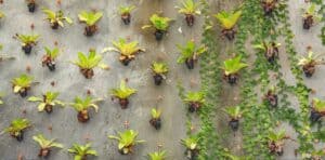 parede de plantas suspensa sustentável