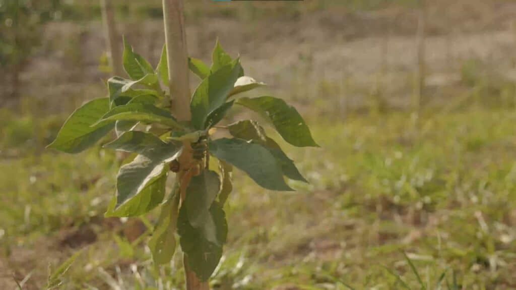 O papel corporativo na educação ambiental